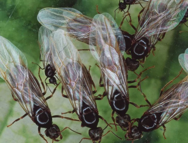 Getting Rid Of Flies In Argyle The Easy Way